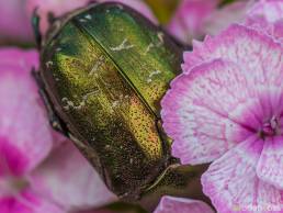 Maurgullbasse (Protaetia cuprea)