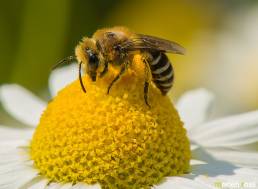 Silkebie (Colletes sp)