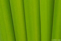 Bred dunkjevle (Typha latifolia)