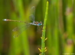 Vanlig metallvannymfe (Lestes sponsa)