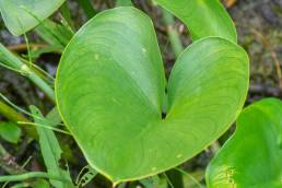 Myrkongle (Calla palustris)