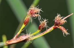 Sjøsivaks (Schoenoplectus lacustris)