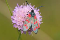 Seksflekket bloddråpesvermer (Zygaena filipendulae)