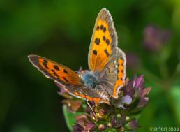 Ildgullvinge (Lycaena phlaeas)