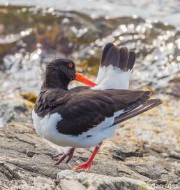 Tjeld (Haematopus ostralegus)