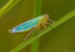 Cicadella viridis