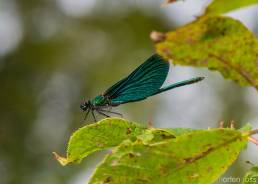 Blåvingevannymfe (Calopteryx virgo)