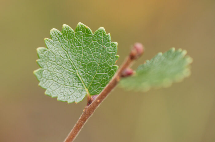 Dvergbjørk (Betula nana)