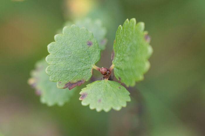 Dvergbjørk (Betula nana)