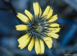 Følblom (Leontodon autumnalis) UV