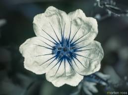 Blodstorkenebb (Geranium sanguineum) UV