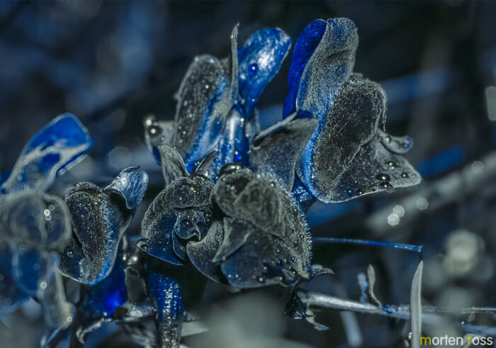 Torskemunn (Linaria vulgaris) UV