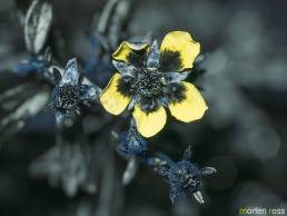 Sølvmure (Potentilla argenta) UV