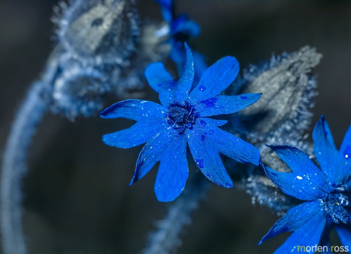 Rød jonsokblom (Silene dioica) x spp. alba UV