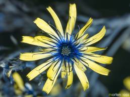 Skjermsveve (Hieracium umbellatum) UV