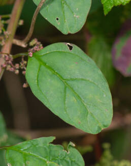 Frømelde (Chenopodium polyspermum)