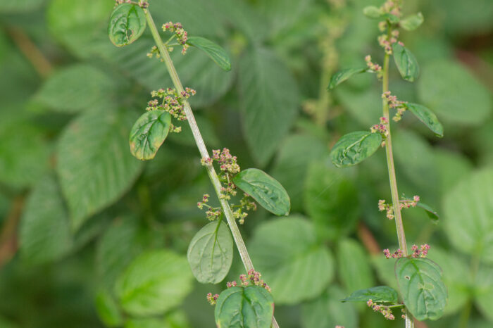 Frømelde (Chenopodium polyspermum)