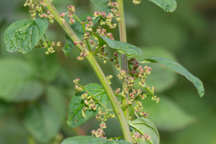 Frømelde (Chenopodium polyspermum)