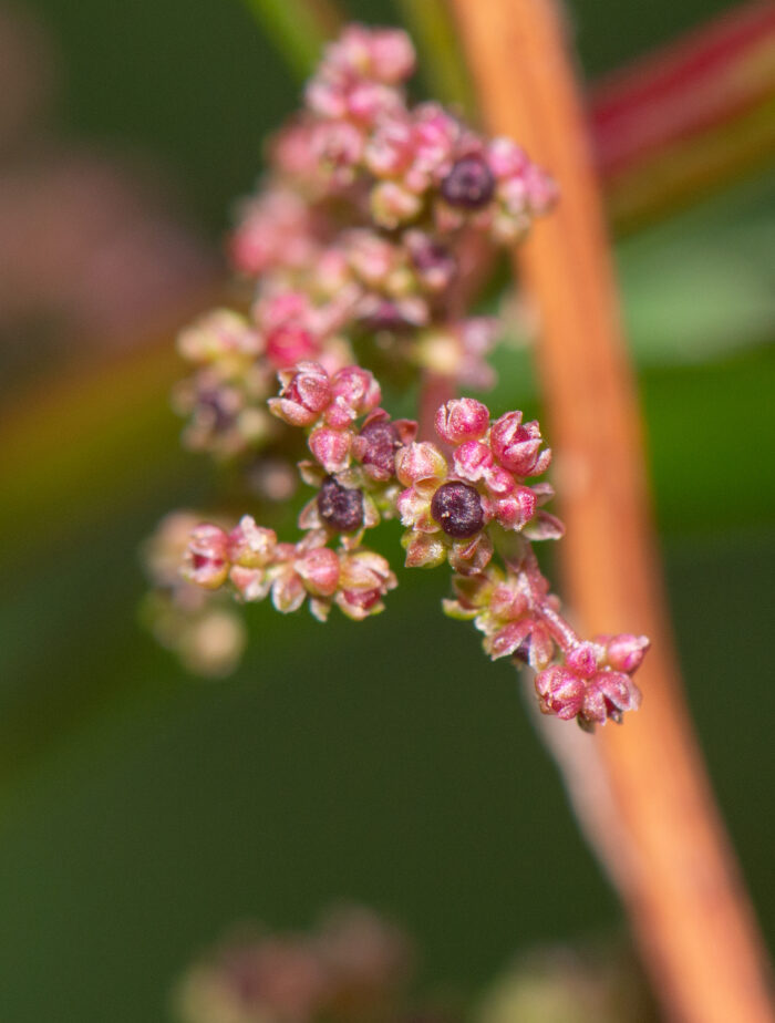 Frømelde (Chenopodium polyspermum)