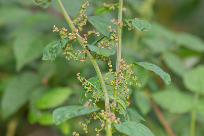 Frømelde (Chenopodium polyspermum)