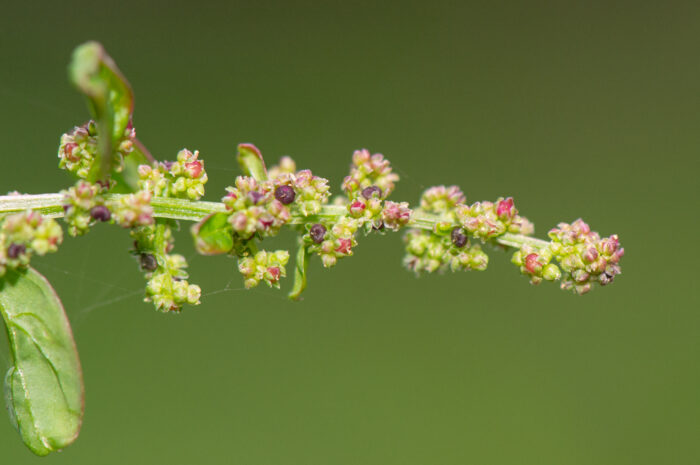 Frømelde (Chenopodium polyspermum)