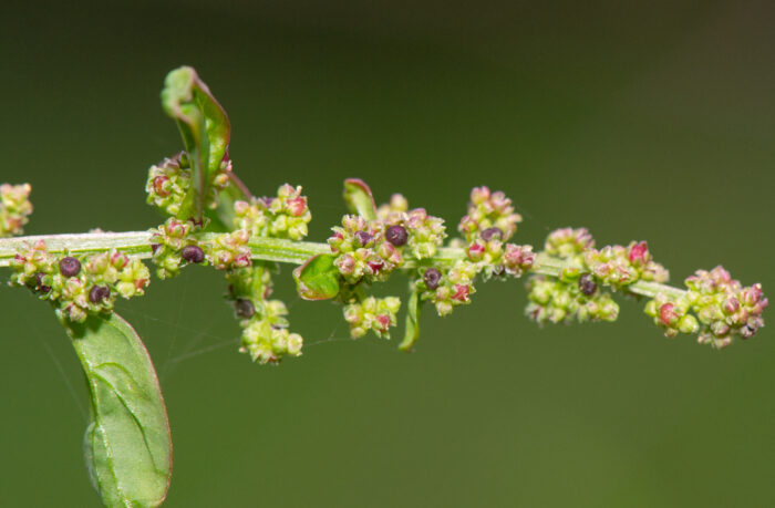 Frømelde (Chenopodium polyspermum)