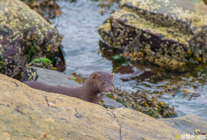 Mink (Neovison vison) 