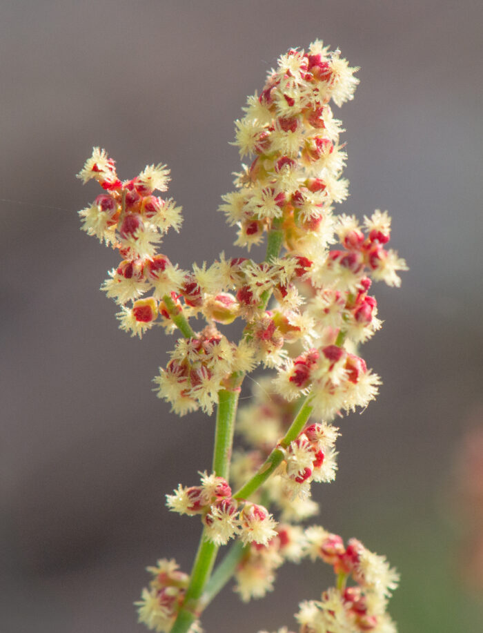 Småsyre (Rumex acetosella subsp. acetosella)