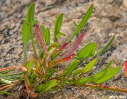 Smalsyre (Rumex acetosella ssp tenuifolius)