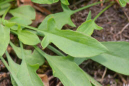 Småsyre (Rumex acetosella subsp. acetosella)