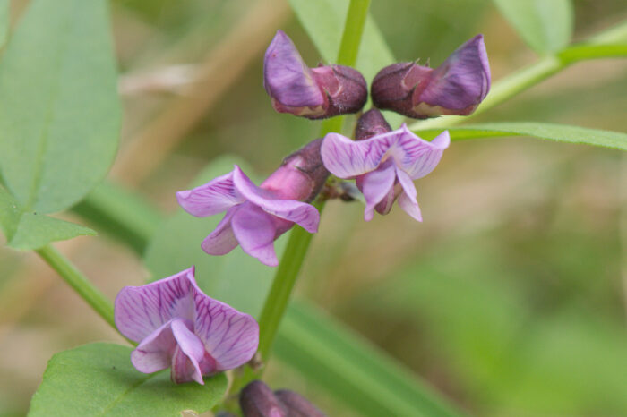 Gjerdevikke (Vicia sepium)