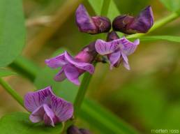 Gjerdevikke (Vicia sepium)