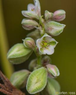 Vindelslirekne (Fallopia convolvulus)