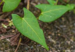 Vindelslirekne (Fallopia convolvulus)