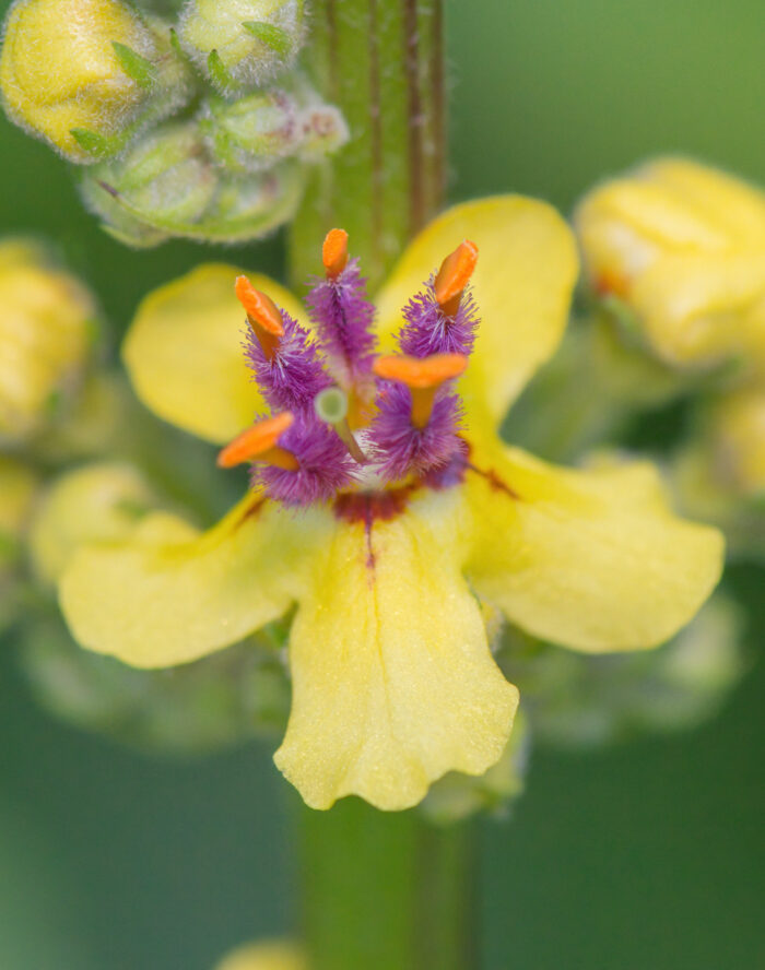 Mørkkongslys (Verbascum nigrum)