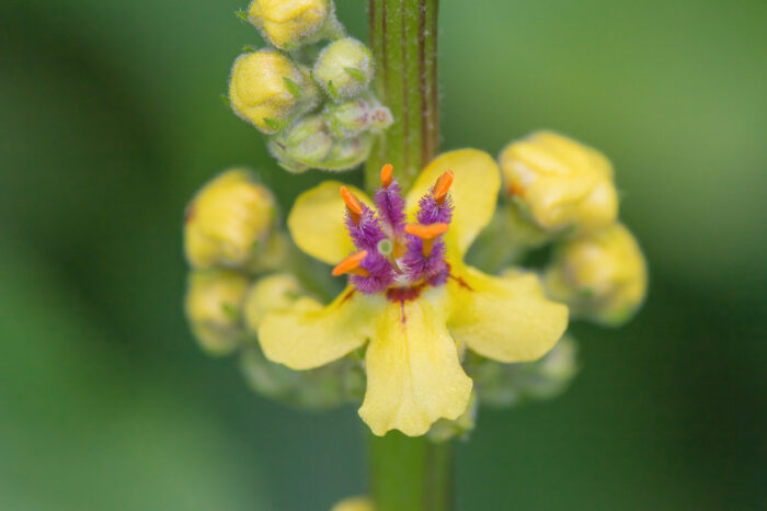 Mørkkongslys (Verbascum nigrum)