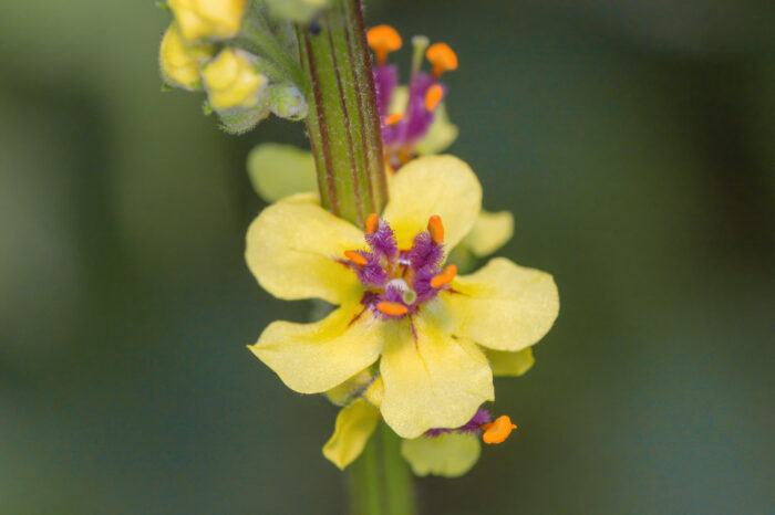 Mørkkongslys (Verbascum nigrum)