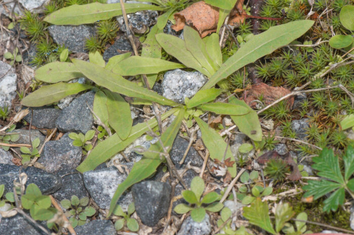 Åkergull (Erysimum cheiranthoides)