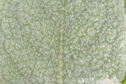 Filtkongslys (Verbascum thapsus)