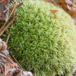 Blåmose (Leucobryum glaucum)