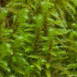 Storkransmose | Big shaggy-moss (Rhytidiadelphus triquetrus)