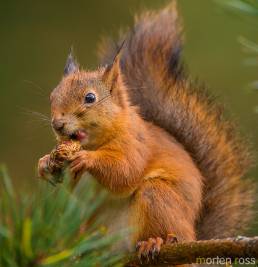 Ekorn (Sciurus vulgaris)