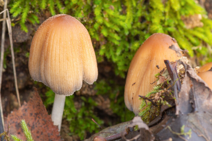 Glimmerblekksopp (Coprinellus micaceus)