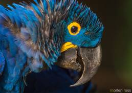 Hyacinth Macaw (Anodorhynchus hyacinthinus)