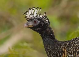 Bare-faced Curassow (Crax fasciolata)