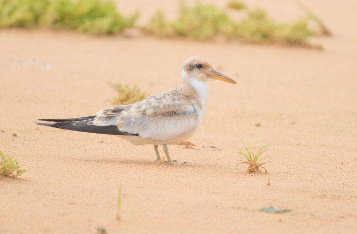 Large-billed Tern (Phaetusa simplex)