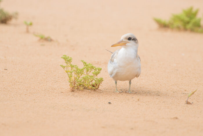 Large-billed Tern (Phaetusa simplex)