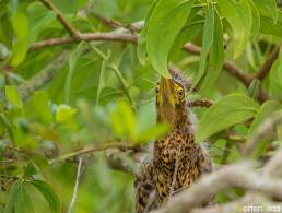 Rufescent Tiger Heron (Tigrisoma lineatum)