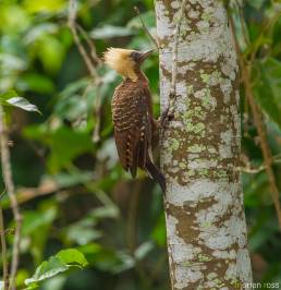 Pale-crested Woodpecker (Celeus lugubris)