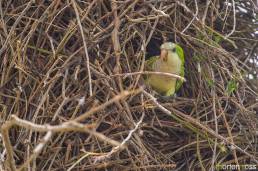 Monk Parakeet (Myiopsitta monachus)